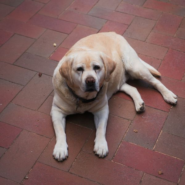 Lamu, a yellow Labrador, lying on a brick terrace